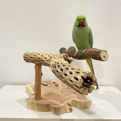 【中型・大型用】ツタとカクタスの殿様スタンドパーチ②【インコのおもちゃ・自然木のとまり木】