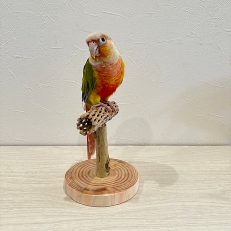 【体重測定用】カクタスのスタンドパーチ① 長さ12cm／足高さ8cm