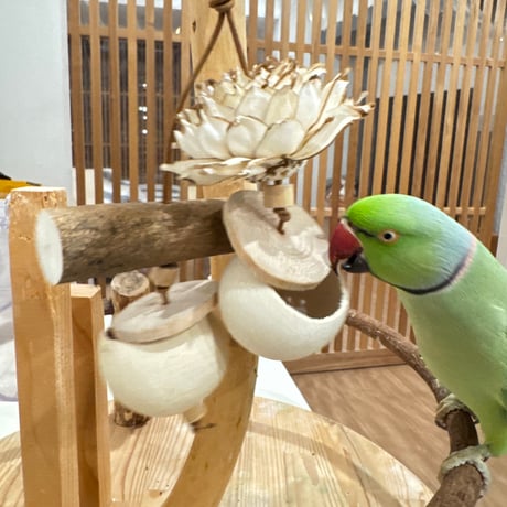 天然素材100% ゾウノリンゴのフォレイジングトイ【インコのおもちゃ】