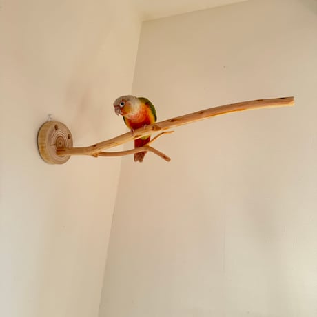 桧のピノキオの鼻 ③