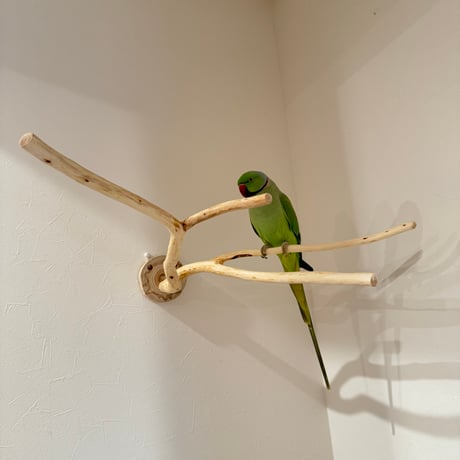 桧のピノキオの鼻 ④