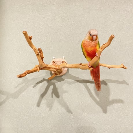 ピノキオの鼻 ③