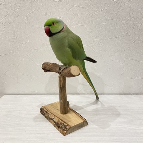 ツタのスタンドパーチ③