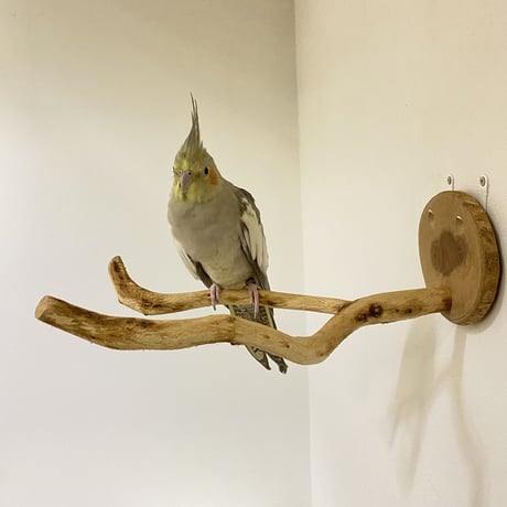 ピノキオの鼻 ①