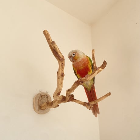 ピノキオの鼻 ③