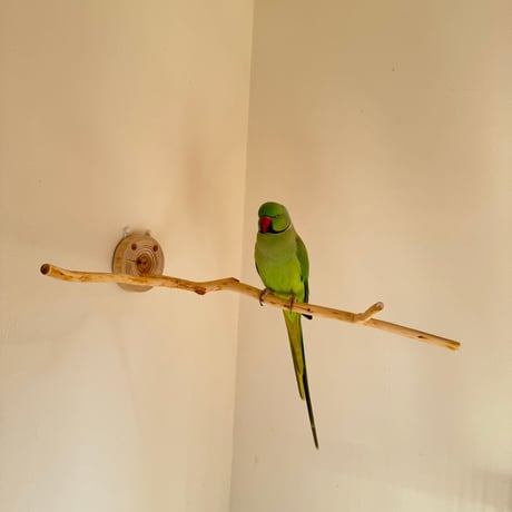桧のピノキオの鼻 ④