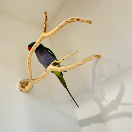 【S様専用】コトリのなる木SPカスタム 貝塚伊吹のピノキオの鼻【自然木 インコ バードアスレチック】