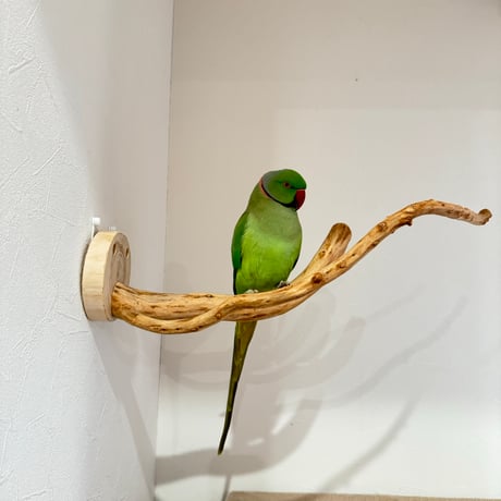 ピノキオの鼻 ②