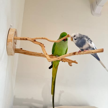 ピノキオの鼻 ③お鼻2本