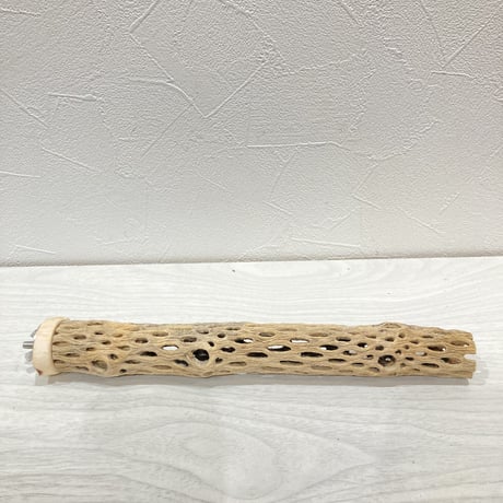 カクタスパーチ極小①　直径約2~3cm 長さ20cm
