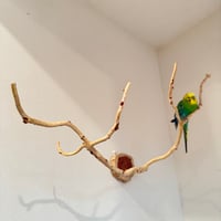 貝塚伊吹のピノキオの鼻 ④ 【自然木 止まり木 パーチ】