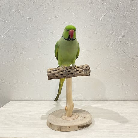 カクタスのスタンドパーチ①　パーチ長さ13.5cm／高さ16cm