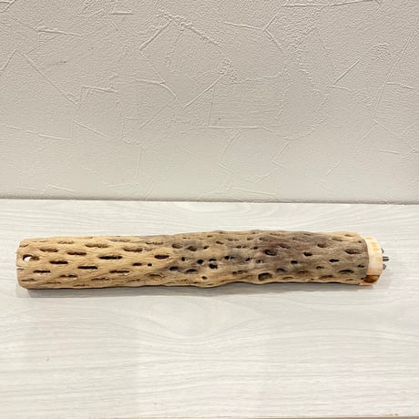 カクタスパーチ① 中直径約5.5cm/31cm