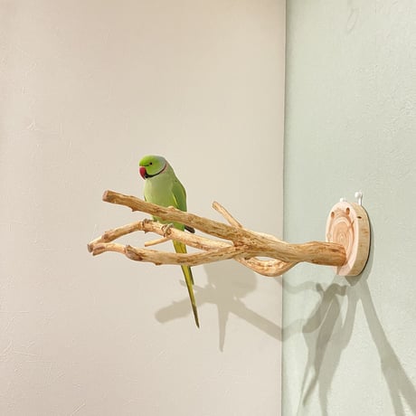 ピノキオの鼻 ③  中型から大型用