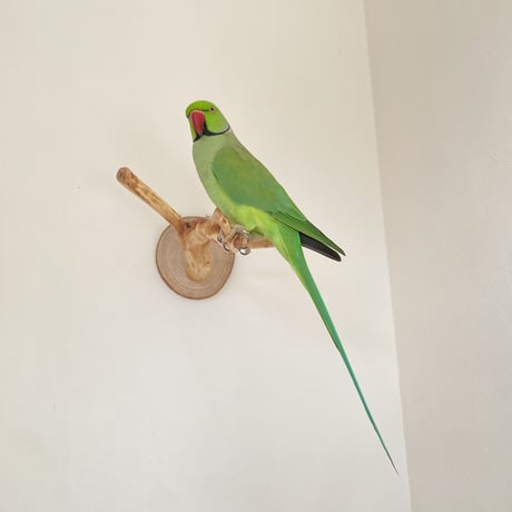 ピノキオの鼻 ⑥