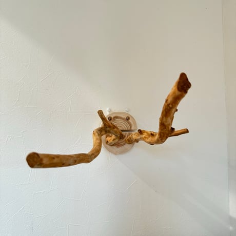ピノキオの鼻 ⑥お鼻2本