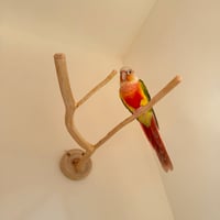 桧のピノキオの鼻 ②