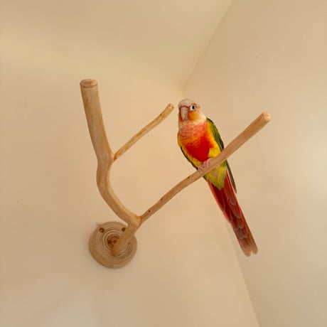 桧のピノキオの鼻 ②