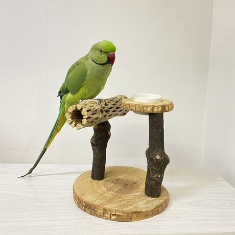 おやつ入れ付き カクタススタンドパーチ② 中型さん用