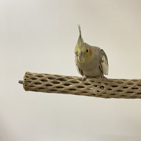 ケージサイズカクタスパーチ⑥小サイズ直径約4cm HOEI465サイズ