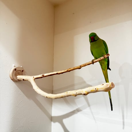 貝塚伊吹のピノキオの鼻① 【インコの止まり木 自然木 天然木】
