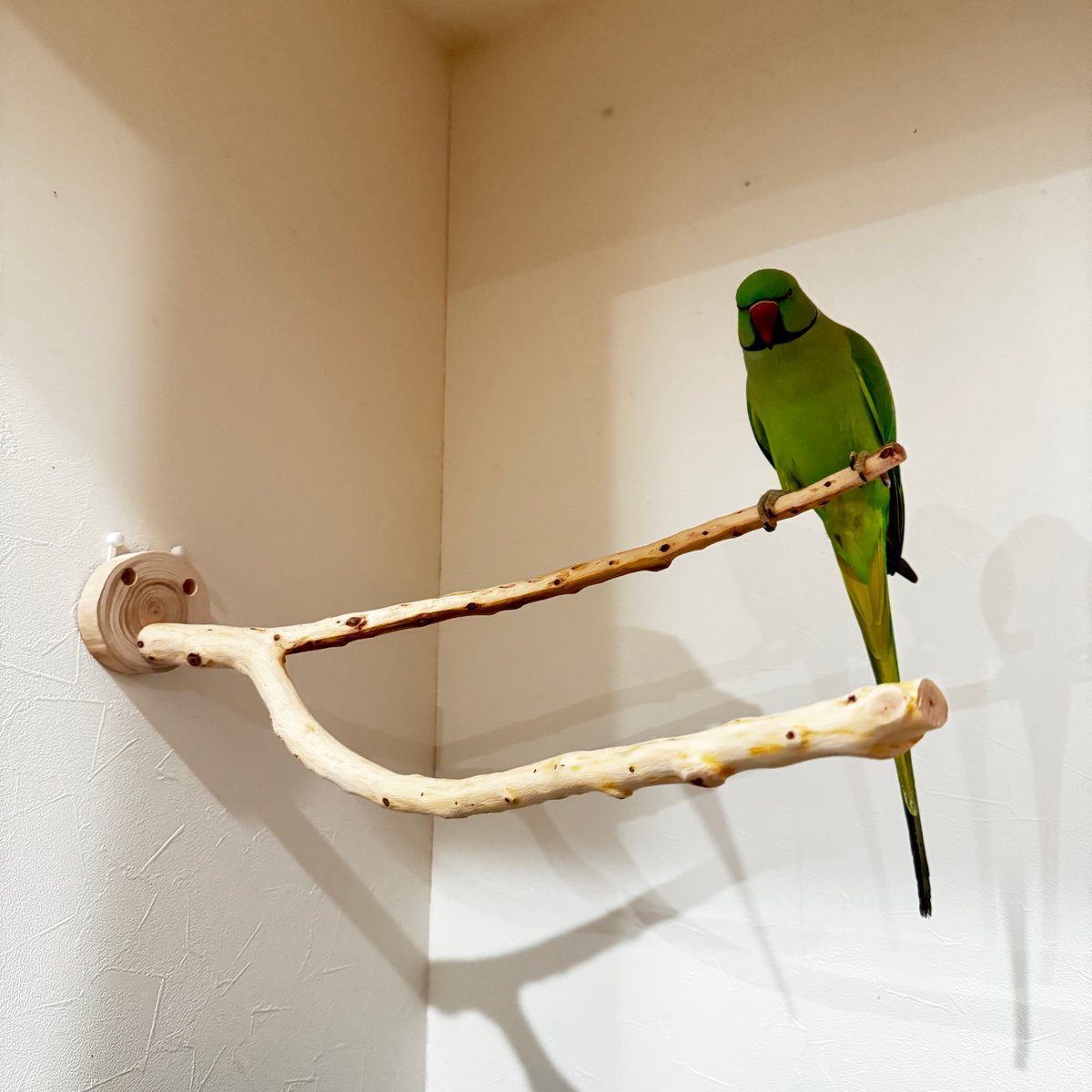貝塚伊吹木製昆虫止まり木 約65cm 貝塚伊吹のピノキオの鼻① 【インコの止まり木 自然木 天然木】 | 自然