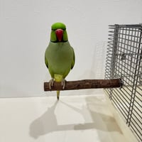 自然木（ツタ）パーチ⑦直径約2.5cm/長さ20cm【インコ 天然木の止まり木】