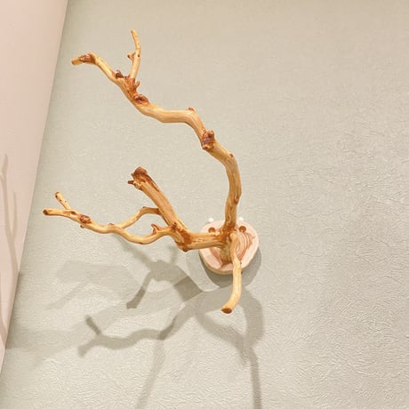 ピノキオの鼻 ②