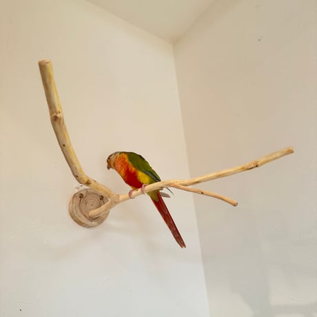桧のピノキオの鼻③