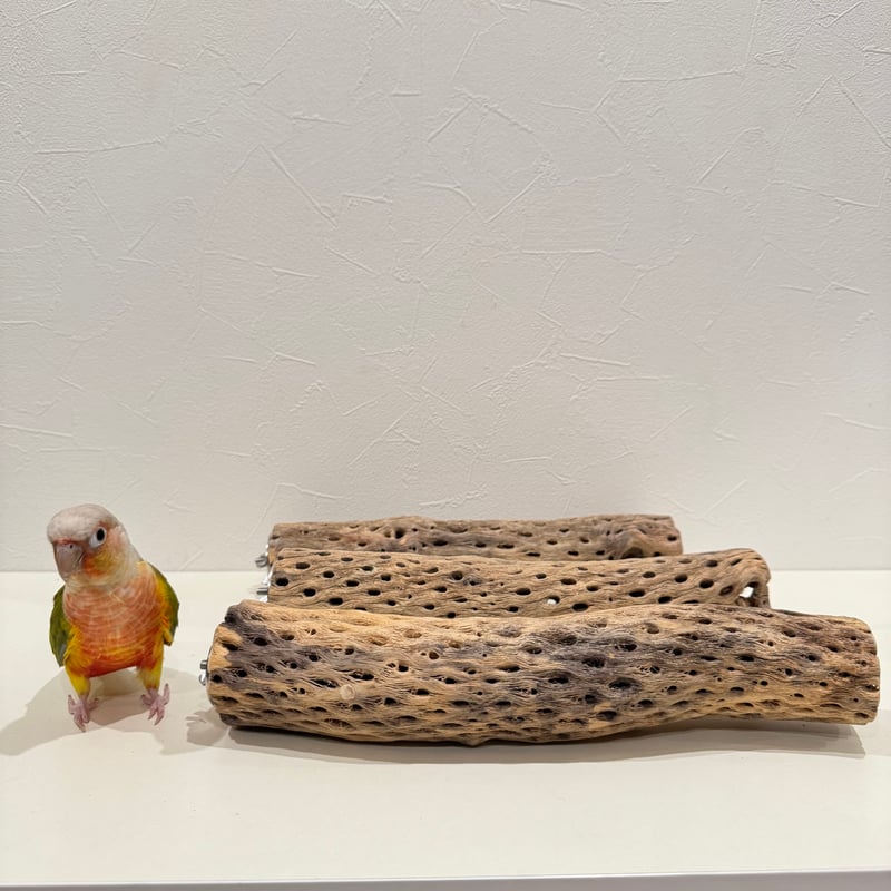 様専用】カクタスパーチ 直径約5-5.5cm/長さ30cm【インコ 止まり