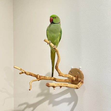 ピノキオの鼻 ⑥