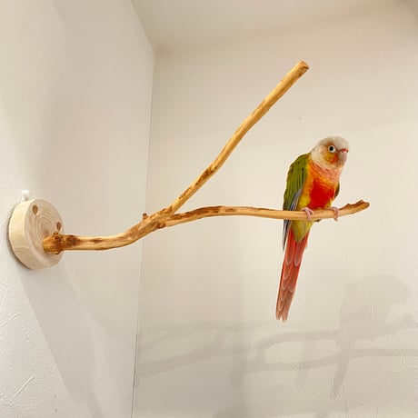 ピノキオの鼻 ⑥