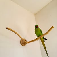 桧のピノキオの鼻 ①