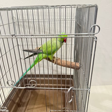 自然木（ツタ）のコーナーパーチ② 【シロハラインコ・ヨウム】とまり木 バンブルフット