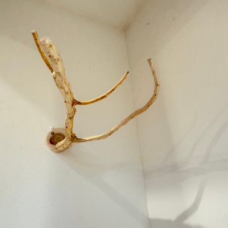 【S様専用】コトリのなる木SPカスタム 貝塚伊吹のピノキオの鼻【自然木 インコ バードアスレチック】