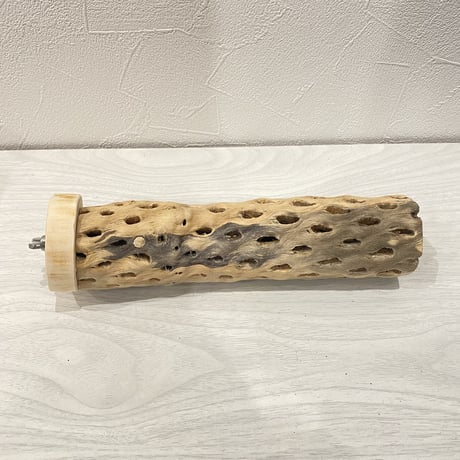 カクタスパーチ⑦ 中直径約5.5cm/20cm