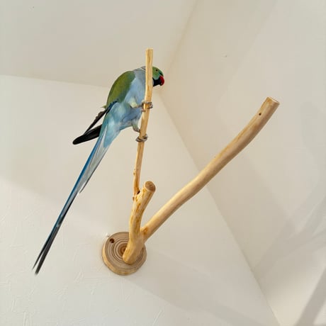 桧のピノキオの鼻 ⑩