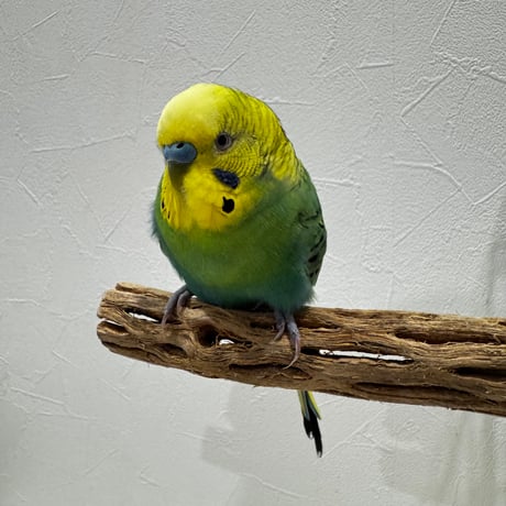 カクタスパーチ極小サイズ① 直径2.3cm/長さ14.5cm【自然木 止まり木 バンブルフット 趾瘤症 】
