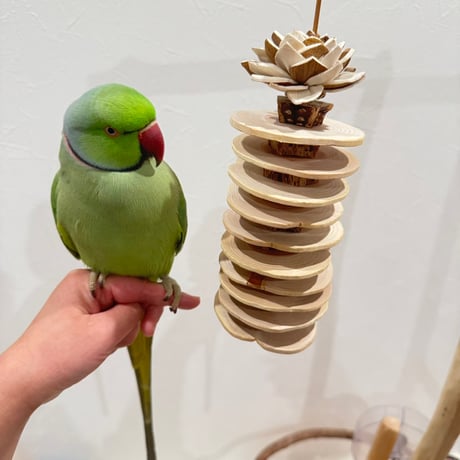 桧スライスとマホガニーのケバブ Mサイズ【インコのおもちゃ ストレス発散 自然木】