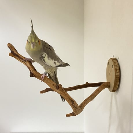 ピノキオの鼻 ⑧