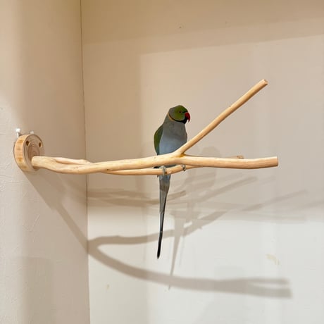 桧のピノキオの鼻 ③【インコ 自然木 止まり木 】