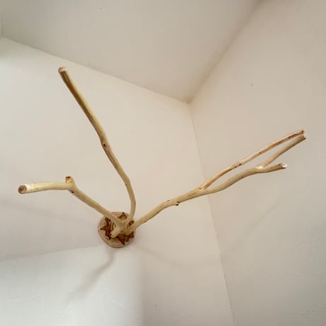桧のピノキオの鼻① お鼻2本