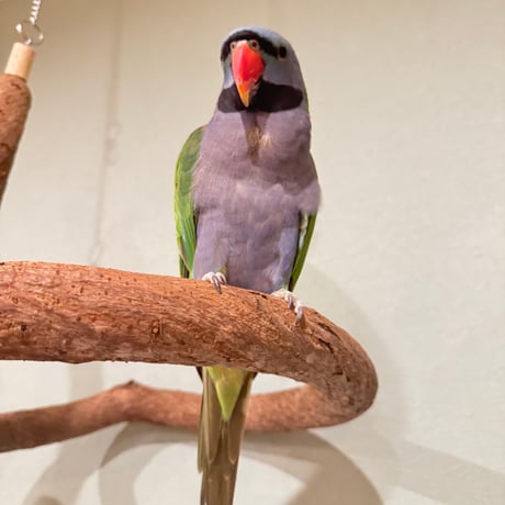 超でかいとぐろちゃんブランコ　【インコのおもちゃ 自然木】