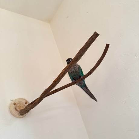 ツタのピノキオの鼻 【インコの止まり木 おもちゃ 自然木 天然木】