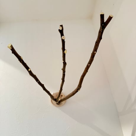 無農薬レモンの木 ピノキオの鼻 ②現品限り【インコ 自然木 止まり木 】