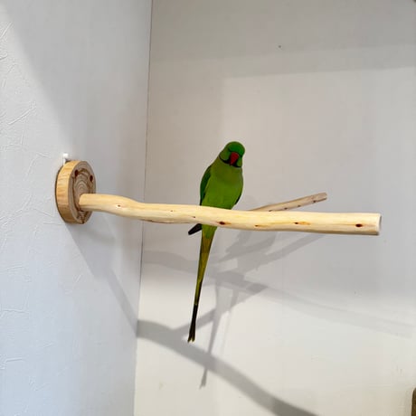 桧のピノキオの鼻③
