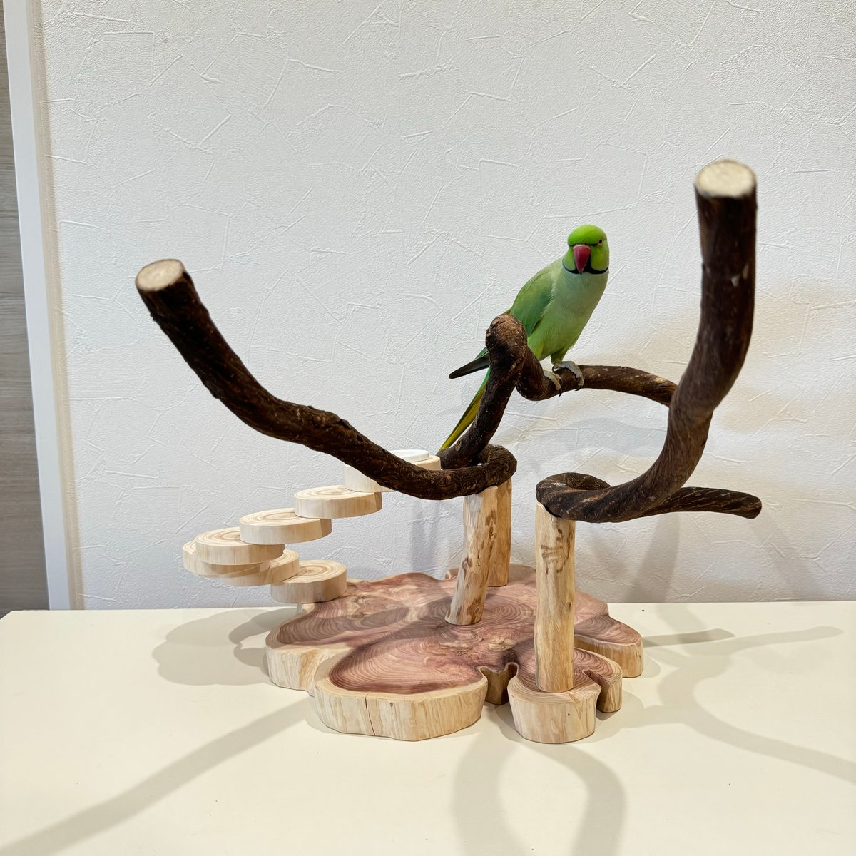 自然木（ツタ）と螺旋階段のバードアスレチック | 自然木の鳥用品 鳥豆