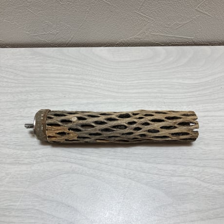 カクタスパーチ⑤極小2-3㎝長さ15㎝