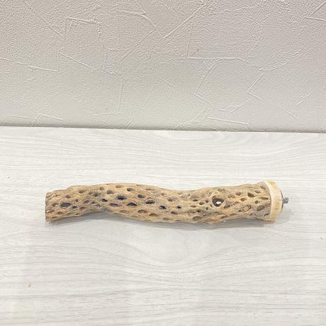 カクタスパーチ⑧ 極小直径2-3cm/20cm