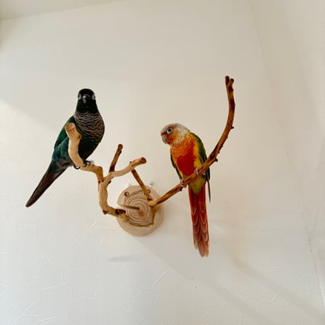 ピノキオの鼻 ⑤お鼻2本